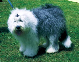 �r�A�f�b�h�E�R���[