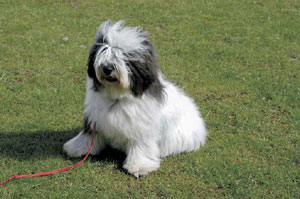 �|���b�V���E���[�����h�E�V�[�v�h�b�O