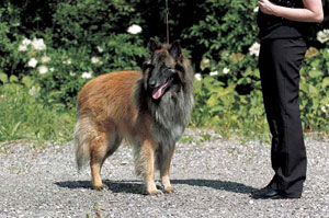 �x���W�A���E�V�F�p�[�h�E�h�b�O�E�^�[�r������