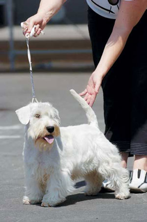 �V�[���n���E�e���A