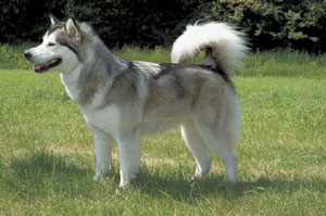 �A���X�J���E�}���~���[�g