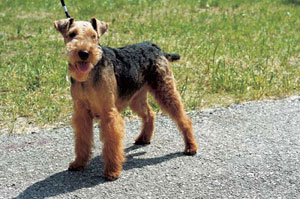 �E�F���V���E�e���A