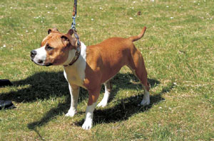 �A�����J���E�X�^�b�t�H�[�h�V���[�E�e���A