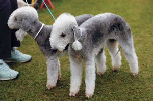 �x�h�����g���E�e���A