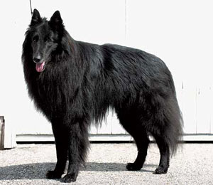 �x���W�A���E�V�F�p�[�h�E�h�b�O�E�O���[�l���_�[��