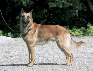 �x���W�A���E�V�F�p�[�h�E�h�b�O�E�}���m�A