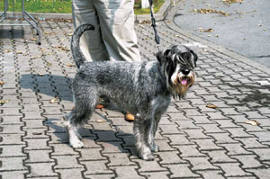 �X�^���_�[�h�E�V���i�E�U�[