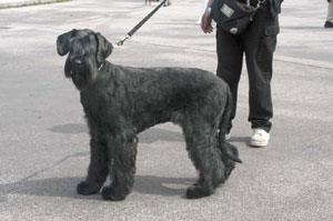 �W���C�A���g�E�V���i�E�U�[