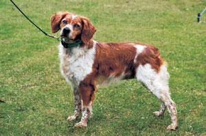 �u���^�j�[�E�X�p�j�G��