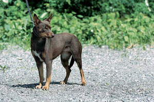 �I�[�X�g�����A���E�P���s�[