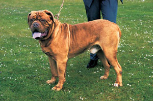 �{���h�[�E�}�X�e�B�t