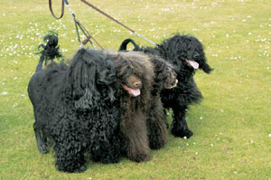 �|�[�`���M�[�Y�E�E�H�[�^�[�E�h�b�O