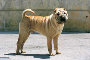 �V���[�E�y�C