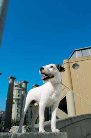 �p�[�\���E���b�Z���E�e���A