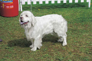 �N�����p�[�E�X�p�j�G��