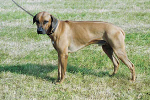 ���[�f�V�A���E���b�W�o�b�N