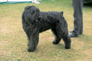 �u�[�r�G�E�f�E�t�����_�[�X