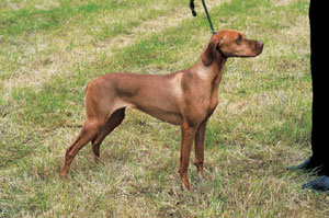 �n���K���A���E�V���[�g�w�A�[�h�E�r�Y��