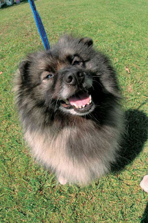 �L�[�X�z���h