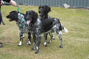 ���[�W�E�~�����X�^�[�����_�[