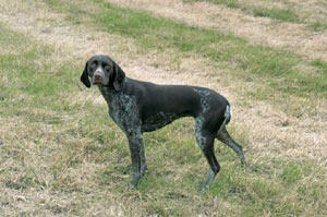 �W���[�}���E�V���[�g�w�A�[�h�E�|�C���^�[