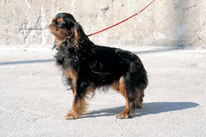 �L���O�E�`���[���Y�E�X�p�j�G��