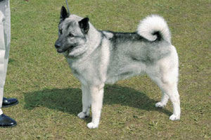 �m���E�F�W�A���E�G���N�n�E���h