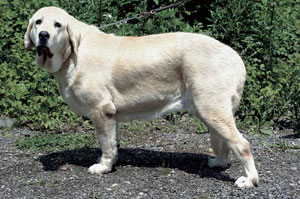 �X�p�j�b�V���E�}�X�e�B�t