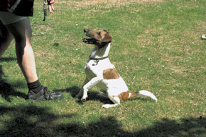 �X���[�X�E�t�H�b�N�X�E�e���A