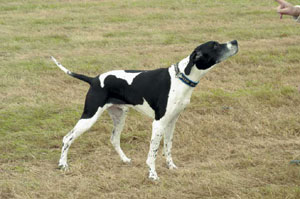 �C���O���b�V���E�|�C���^�[