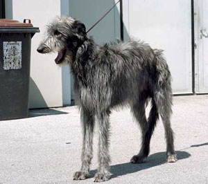 �f�B�A�n�E���h