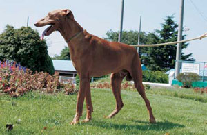 �t�@���I�E�n�E���h