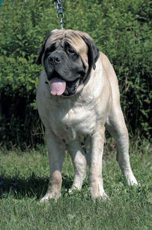 �}�X�e�B�t