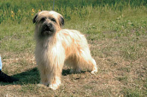 �s���j�A���E�V�[�v�h�b�O�E�����O�w�A�[�h