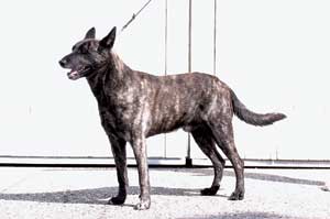 �_�b�`�E�V�[�v�h�b�O