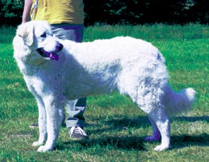 �N�[�o�[�X