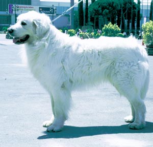 �X���x���X�L�[�E�`���o�b�N