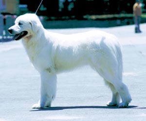 �^�g���E�V�F�p�[�h�E�h�b�O