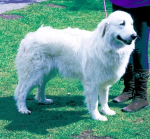 �}�����}�E�V�[�v�h�b�O