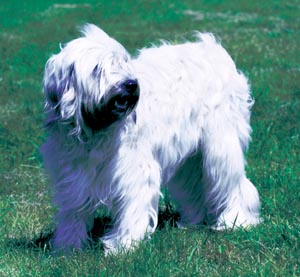 �J�^���j�A���E�V�[�v�h�b�O