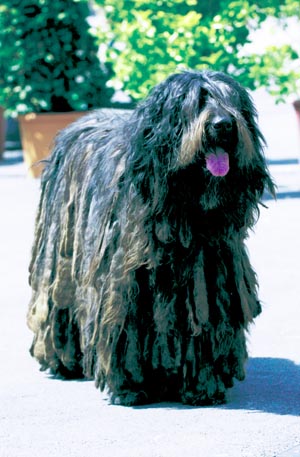 �x���K�}�X�R