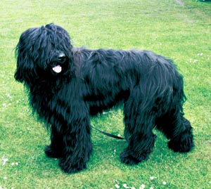 �u���A�[�h