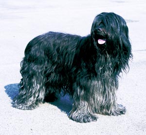 �X�n�y���h�D�X