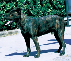 �J�I�E�t�B���E�f�E�T���E�~�w��