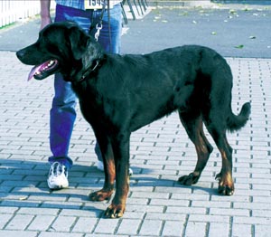 �x���W�F�E�h�E�{�[�X