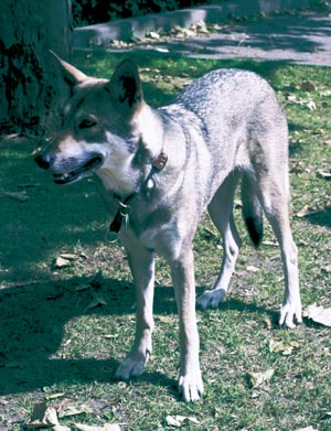 �T�[���X�E�E���t�h�b�O