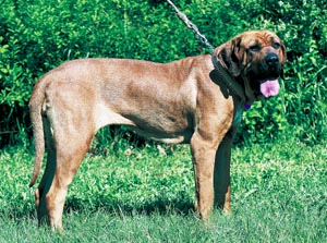 �u���W���A���E�}�X�e�B�t