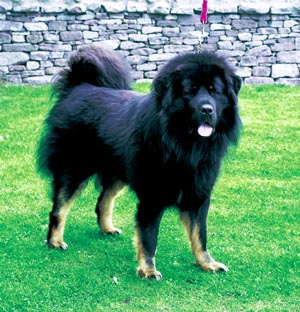 �`�x�^���E�}�X�e�B�t