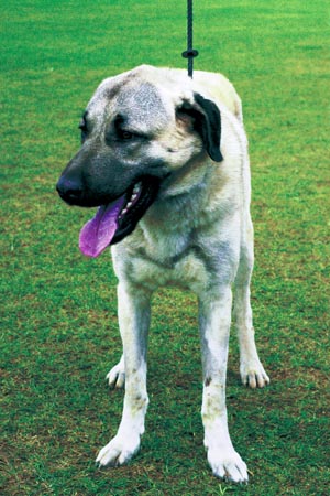 �A�i�g���A���E�V�F�p�[�h�E�h�b�O