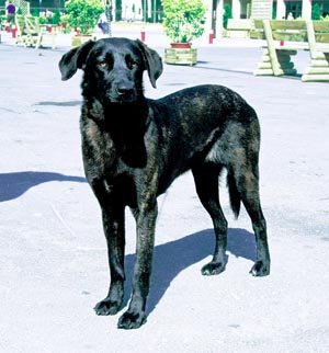 �J�X�g���E���{���C���E�h�b�O